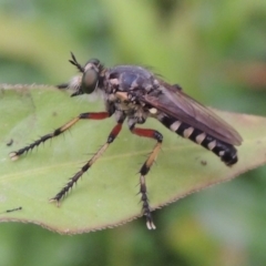 Thereutria amaraca (Spine-legged Robber Fly) at Point Hut to Tharwa - 21 Dec 2019 by michaelb