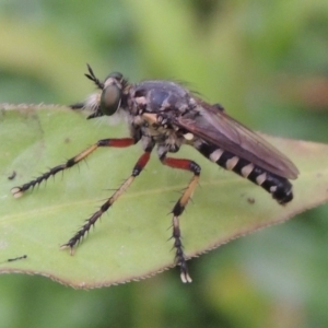 Thereutria amaraca at Tharwa, ACT - 21 Dec 2019