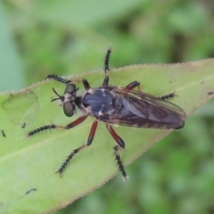 Thereutria amaraca at Tharwa, ACT - 21 Dec 2019 08:51 PM