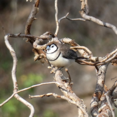 Stizoptera bichenovii (Double-barred Finch) at Wandiyali-Environa Conservation Area - 29 Feb 2020 by Wandiyali
