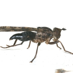 Pyrgotidae sp. (family) at Ainslie, ACT - 22 Jan 2020