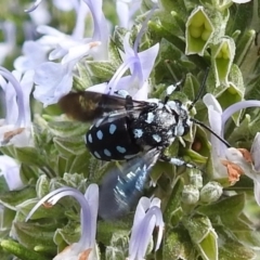Thyreus caeruleopunctatus (Chequered cuckoo bee) at Curtin, ACT - 29 Feb 2020 by HelenCross