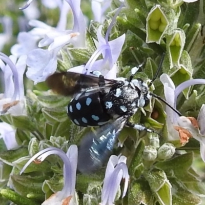Thyreus caeruleopunctatus (Chequered cuckoo bee) at Curtin, ACT - 29 Feb 2020 by HelenCross