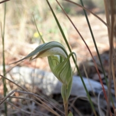 Diplodium ampliatum (Large Autumn Greenhood) at Cook, ACT - 1 Mar 2020 by CathB