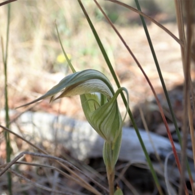 Diplodium ampliatum (Large Autumn Greenhood) at Cook, ACT - 29 Feb 2020 by CathB