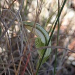 Diplodium ampliatum at Cook, ACT - suppressed