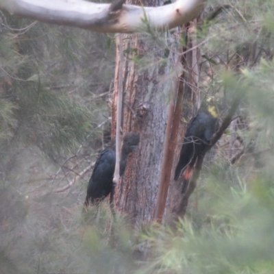 Calyptorhynchus lathami lathami (Glossy Black-Cockatoo) at Yambulla State Forest - 14 Nov 2019 by NormClarke