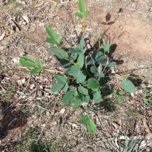 Oxytes brachypoda at Campbell, ACT - 1 Mar 2020