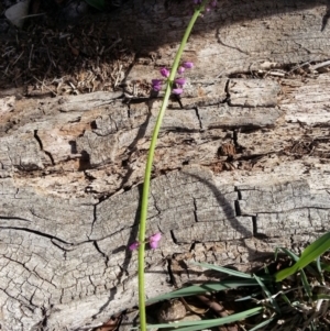 Oxytes brachypoda at Campbell, ACT - 1 Mar 2020