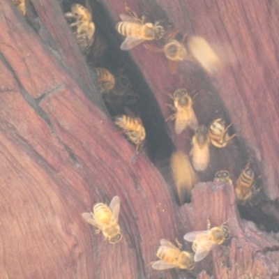 Apis mellifera (European honey bee) at Deakin, ACT - 29 Feb 2020 by Ct1000
