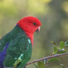 Alisterus scapularis (Australian King-Parrot) at Merimbula, NSW - 29 Feb 2020 by Leo