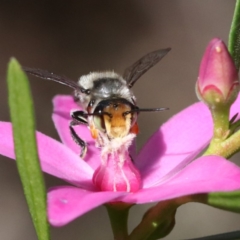 Megachile (Eutricharaea) maculariformis (Gold-tipped leafcutter bee) at Hackett, ACT - 1 Mar 2020 by redsnow