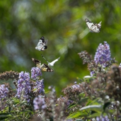 Belenois java (Caper White) at Murrumbateman, NSW - 1 Mar 2020 by SallyandPeter