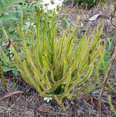 Drosera binata (Forked Sundew) at Penrose, NSW - 1 Mar 2020 by Aussiegall