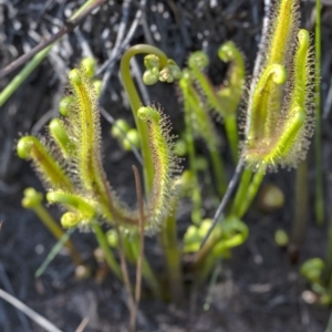 Drosera binata at Penrose Public School - 1 Mar 2020