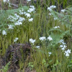 Drosera binata at Penrose Public School - 1 Mar 2020