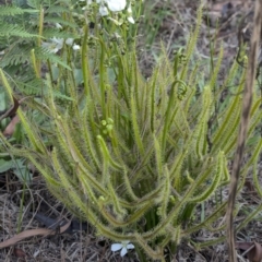 Drosera binata at Penrose Public School - 1 Mar 2020 04:08 PM