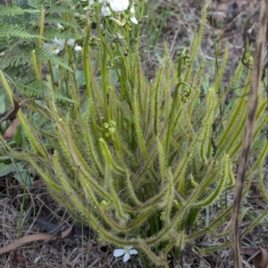 Drosera binata at Penrose Public School - 1 Mar 2020