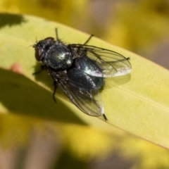 Calliphoridae (family) (Unidentified blowfly) at Hawker, ACT - 4 Sep 2019 by AlisonMilton