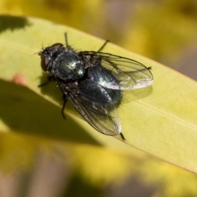 Calliphoridae (family) (Unidentified blowfly) at Hawker, ACT - 4 Sep 2019 by AlisonMilton