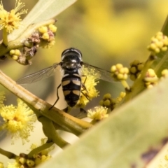 Melangyna sp. (genus) (Hover Fly) at Hawker, ACT - 4 Sep 2019 by AlisonMilton