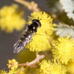 Melangyna sp. (genus) at Hawker, ACT - 4 Sep 2019 12:22 PM