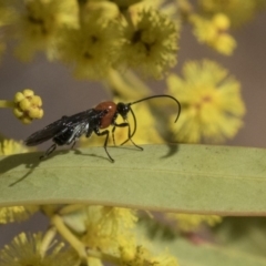 Pycnobraconoides sp. (genus) (A Braconid wasp) at Higgins, ACT - 4 Sep 2019 by AlisonMilton