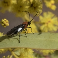 Pycnobraconoides sp. (genus) at Higgins, ACT - 4 Sep 2019