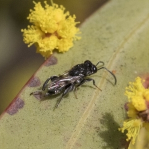 Chalcididae (family) at Higgins, ACT - 4 Sep 2019 12:25 PM