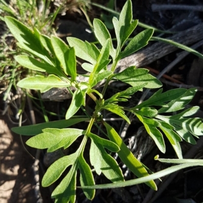 Bidens subalternans (Greater Beggars Ticks) at Tuggeranong Hill - 29 Feb 2020 by VeraKurz