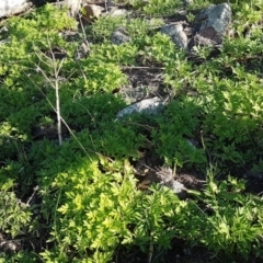 Bidens subalternans at Theodore, ACT - 29 Feb 2020