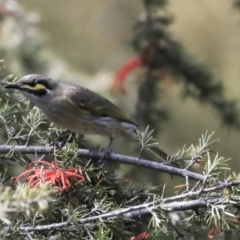 Caligavis chrysops (Yellow-faced Honeyeater) at Fyshwick, ACT - 16 Sep 2019 by AlisonMilton