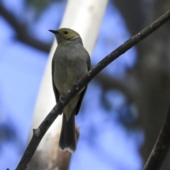 Ptilotula penicillata (White-plumed Honeyeater) at Jerrabomberra Wetlands - 16 Sep 2019 by Alison Milton