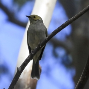 Ptilotula penicillata at Fyshwick, ACT - 16 Sep 2019