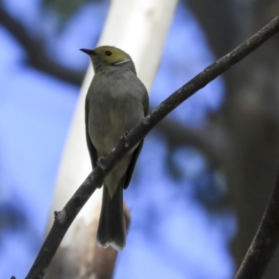 Ptilotula penicillata (White-plumed Honeyeater) at Jerrabomberra Wetlands - 16 Sep 2019 by Alison Milton