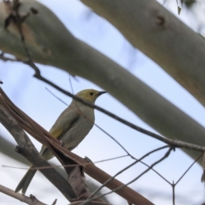 Ptilotula penicillata at Fyshwick, ACT - 16 Sep 2019