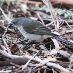 Pachycephala pectoralis (Golden Whistler) at Belconnen, ACT - 17 Sep 2019 by Alison Milton