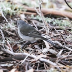 Pachycephala pectoralis at Belconnen, ACT - 17 Sep 2019 01:57 PM