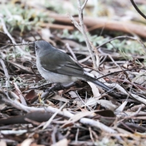 Pachycephala pectoralis at Belconnen, ACT - 17 Sep 2019