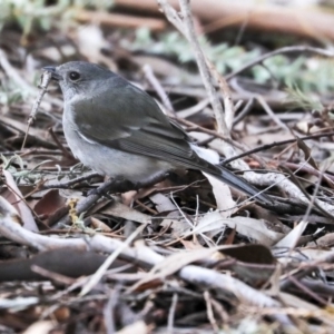 Pachycephala pectoralis at Belconnen, ACT - 17 Sep 2019 01:57 PM