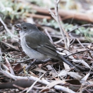 Pachycephala pectoralis at Belconnen, ACT - 17 Sep 2019