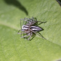 Oxyopes (genus) (Lynx spider) at Higgins, ACT - 18 Sep 2019 by AlisonMilton