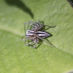Oxyopes sp. (genus) (Lynx spider) at Higgins, ACT - 18 Sep 2019 by AlisonMilton
