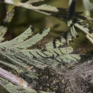 Araneidae (family) at Hawker, ACT - 24 Sep 2019