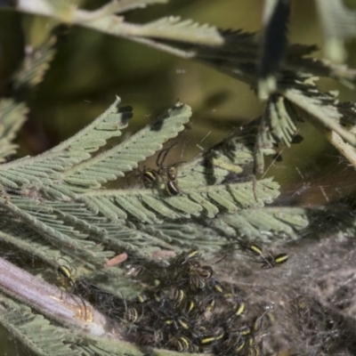 Araneidae (family) (Orb weaver) at Hawker, ACT - 24 Sep 2019 by AlisonMilton