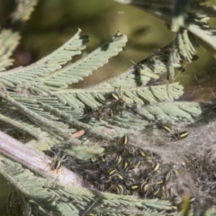 Araneidae (family) at Hawker, ACT - 24 Sep 2019