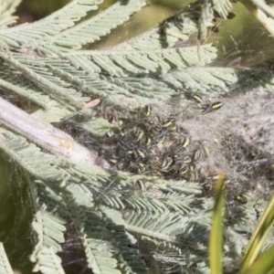 Araneidae (family) at Hawker, ACT - 24 Sep 2019