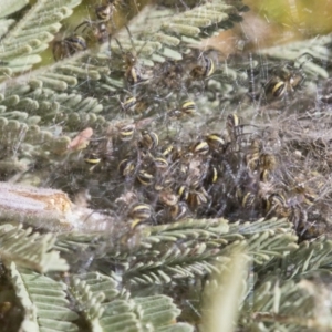 Araneidae (family) at Hawker, ACT - 24 Sep 2019