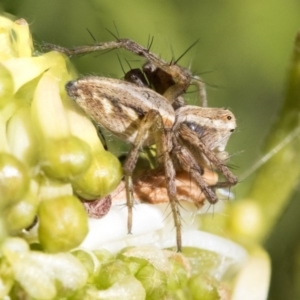 Oxyopes sp. (genus) at Higgins, ACT - 24 Sep 2019 02:40 PM