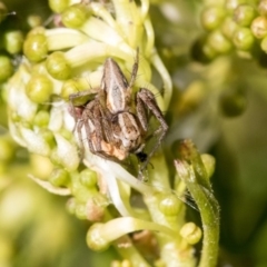 Oxyopes sp. (genus) at Higgins, ACT - 24 Sep 2019 02:40 PM